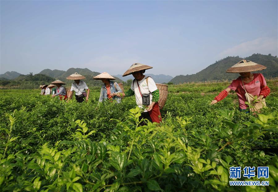 “家轿王”换代 日产新轩逸_CN2服务器铂金处理器