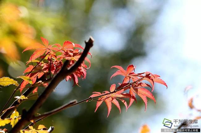 国内驾考太难？此国家考驾照居然要学漂移 简直没法比