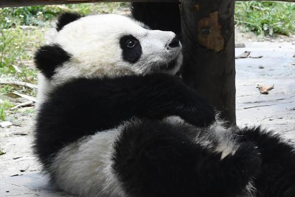 山东一景区百万年钟乳石遭破坏后偷走_挂机宝淘客