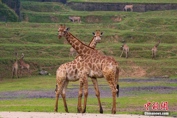 世锦赛丁俊晖次阶段反击赢六局 9-7反超特鲁姆普_共享云服务器