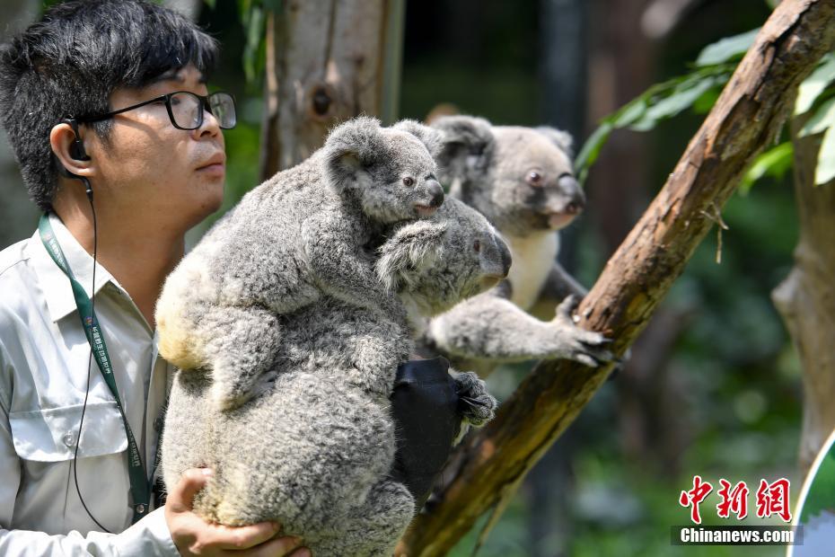 里皮将回国足!足协的条件到底多诱人?_CN2数据备份